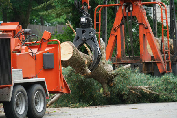 Reliable Biglerville, PA Tree Service Solutions